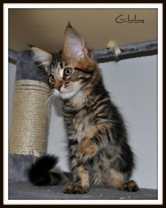 Gibbs   Mâle Brown Blotched Tabby