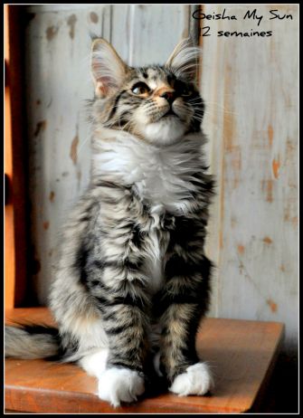 Geisha my sun  femelle Brown Mackerel tabby et Blanc à 3 et à 6 mois 