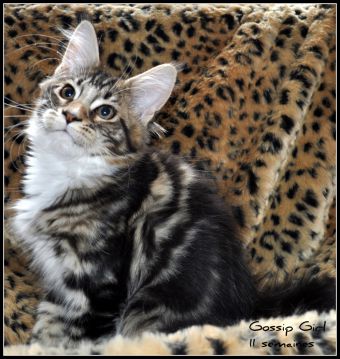 Gossip Girl  femelle Brown blotched tabby et Blanc