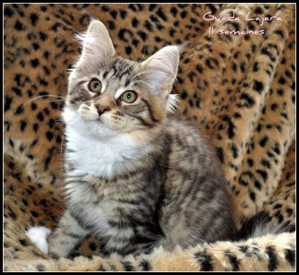 Guada Lajara  femelle Brown Mackerel Tabby et Blanc