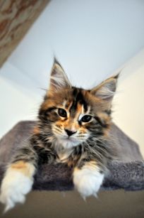 Gyn-Alou femelle Brown Blotched tortie Tabby et Blanc
