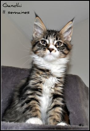 Gandhi   Mâle Mackerel Tabby Et Blanc à 3 et 6 mois