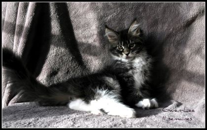 Gween-Lee Femelle Brown Blotched Tabby et Blanc