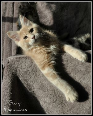 Gary Mâle Créme Blotched Tabby 