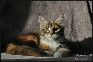 Gabbana  Femelle Brown Blotched Tortie Tabby et Blanc