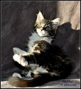 G-Star Mâle Brown Blotched Tabby et Blanc