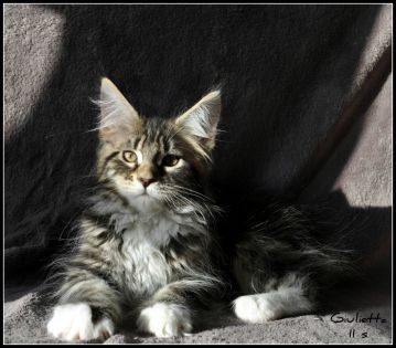 Giulietta femelle Brown Blotched Tabby et Blanc